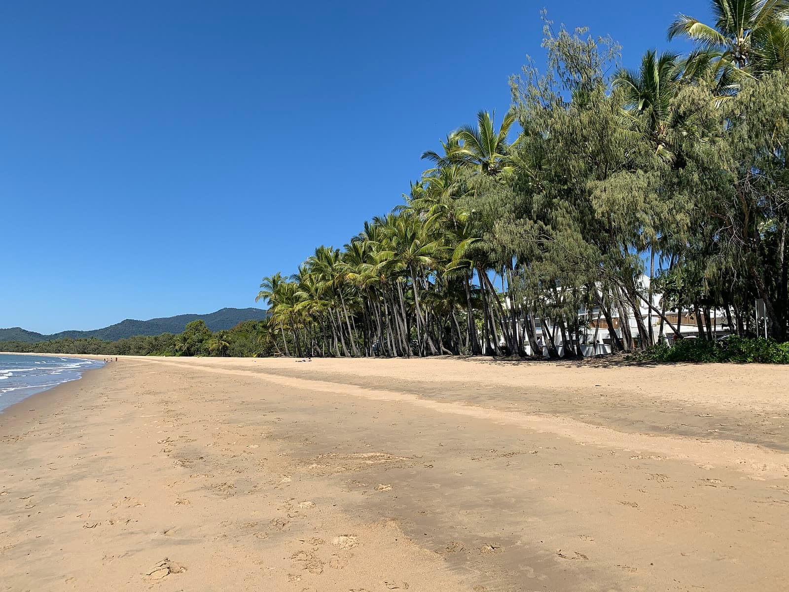 The beach at Palm Cove, backed by the paperbarks and coconut palms that line its esplanade