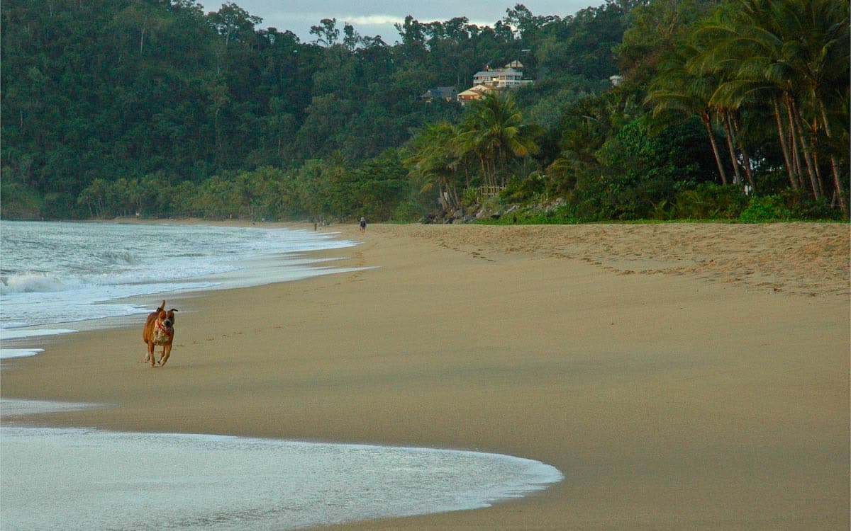 An empty morning on Trinity Beach, a dog running the shoreline below the rainforest headland